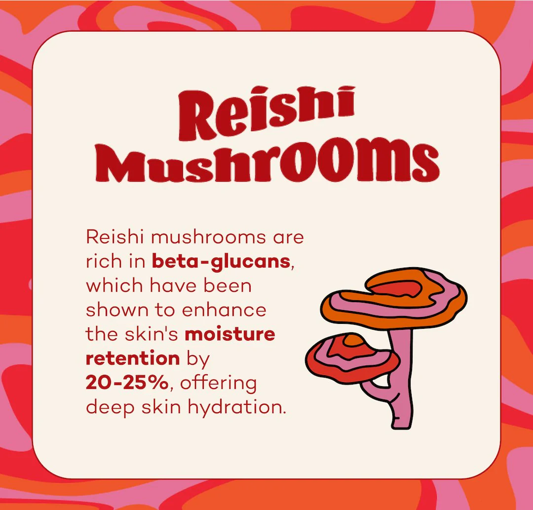 Fungdation - Reishi Mushroom Foundation - Image 6